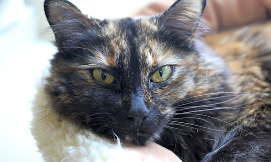 5 lovable kitties to adopt now in Portland