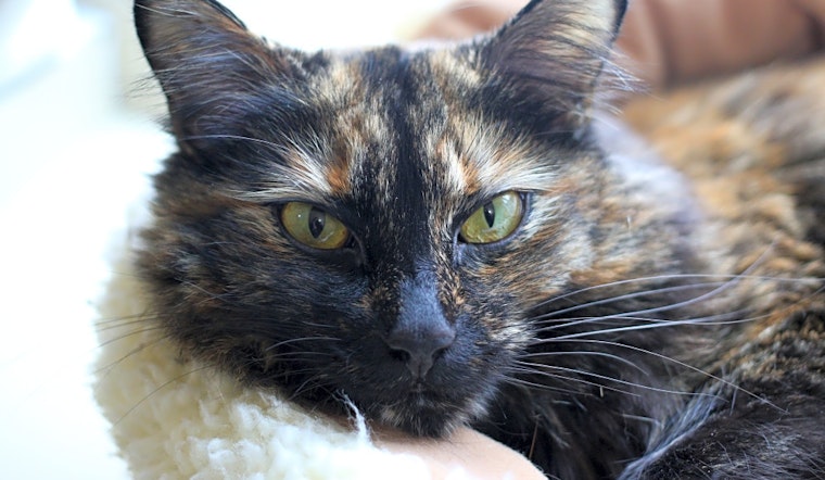 5 lovable kitties to adopt now in Portland