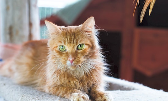 These Seattle-based cats are up for adoption and in need of a good home
