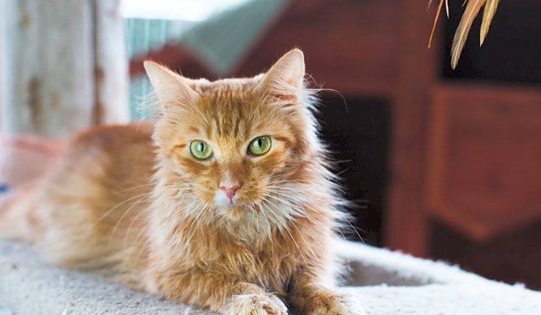 These Seattle-based cats are up for adoption and in need of a good home
