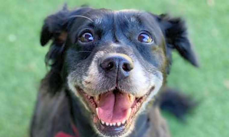 These Sacramento-based dogs are up for adoption and in need of a good home