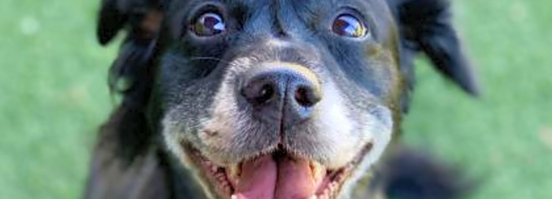 These Sacramento-based dogs are up for adoption and in need of a good home