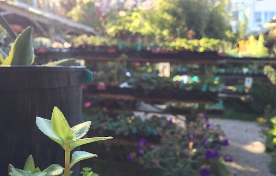 Meet Hortica, The Castro's Full-Service Nursery And Garden Shop