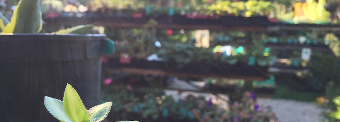 Meet Hortica, The Castro's Full-Service Nursery And Garden Shop