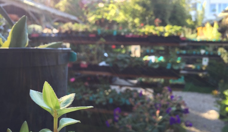 Meet Hortica, The Castro's Full-Service Nursery And Garden Shop