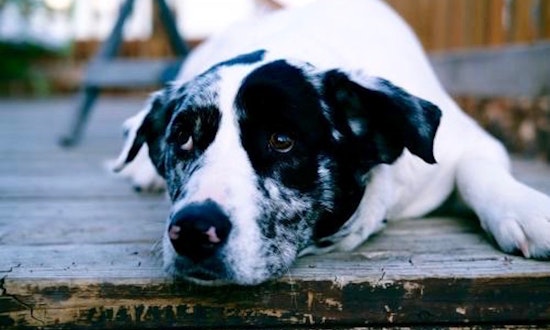 These sweet Aurora-based dogs are up for adoption and in need of good homes