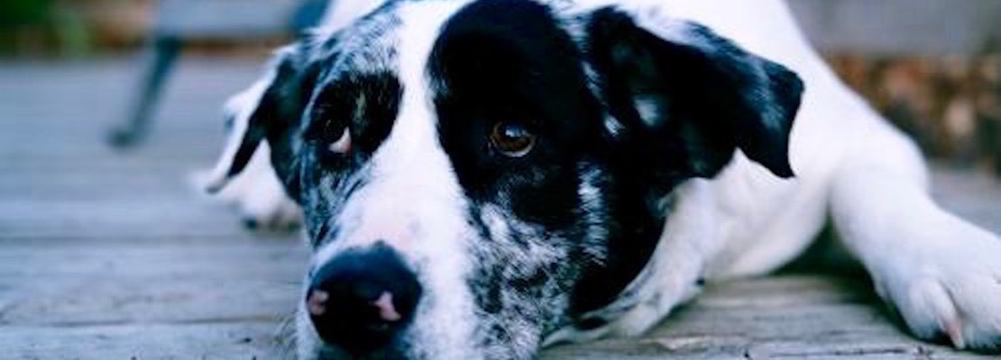 These sweet Aurora-based dogs are up for adoption and in need of good homes