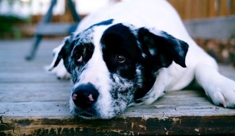 These sweet Aurora-based dogs are up for adoption and in need of good homes