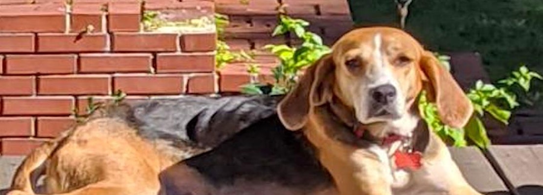 These Tampa-based canines are up for adoption and in need of a good home