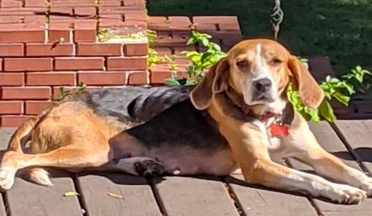 These Tampa-based canines are up for adoption and in need of a good home