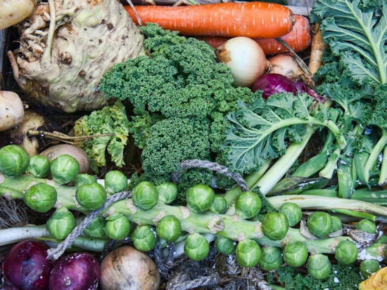 Introducing The Haight Ashbury Food Program