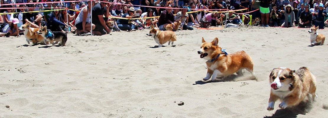 Sf Weekend Corgi Con North Beach Festival Juneteenth More North Beach Festival 2022 San Francisco