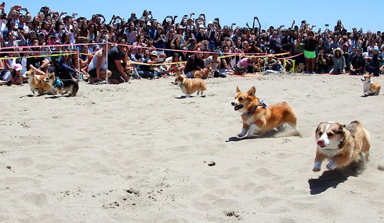 SF weekend: Corgi Con, North Beach Festival, Juneteenth, more