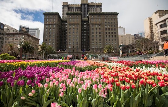 What does it take to fill Union Square with 100,000 tulips?