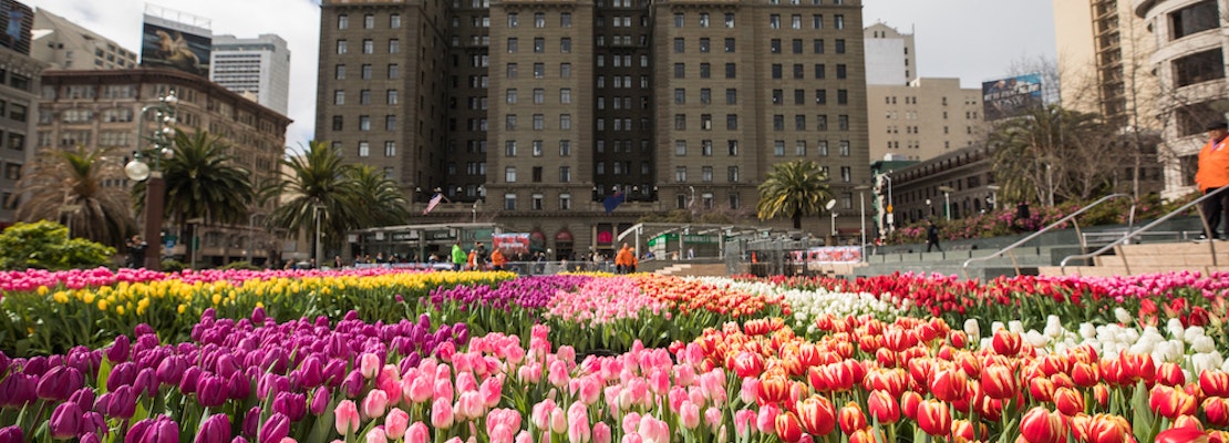 What Does It Take To Fill Union Square With 100 000 Tulips What Does It Take To Fill Union Square With 100 000 Tulips