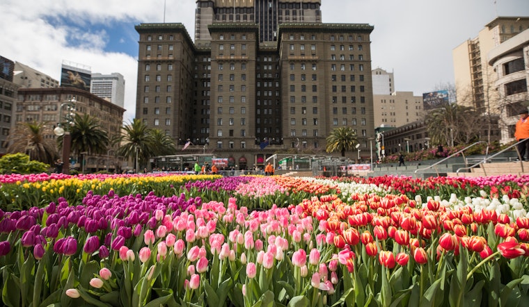 What does it take to fill Union Square with 100,000 tulips?