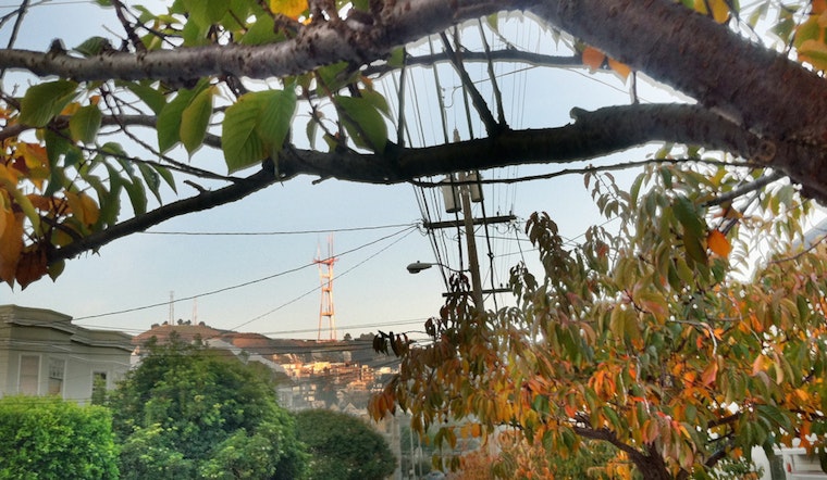 Supervisor Wiener Wants City To Reclaim Urban Forest