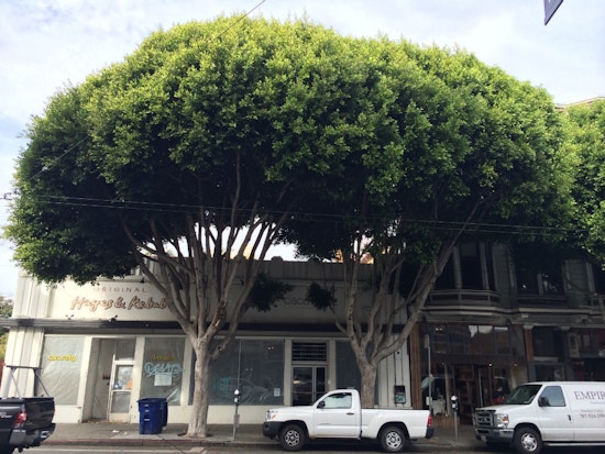 Hayes Valley Leftovers: Transit Changes, Tree Drama, And More