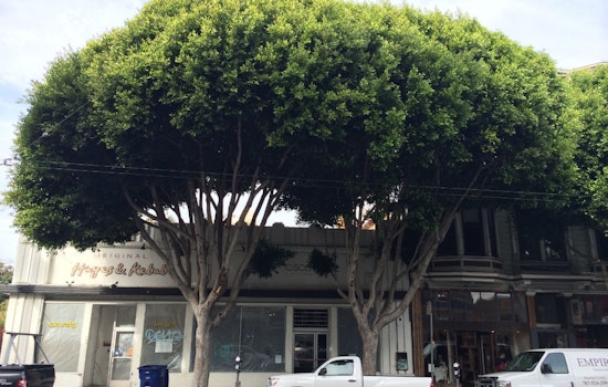 Hayes Valley Leftovers: Transit Changes, Tree Drama, And More