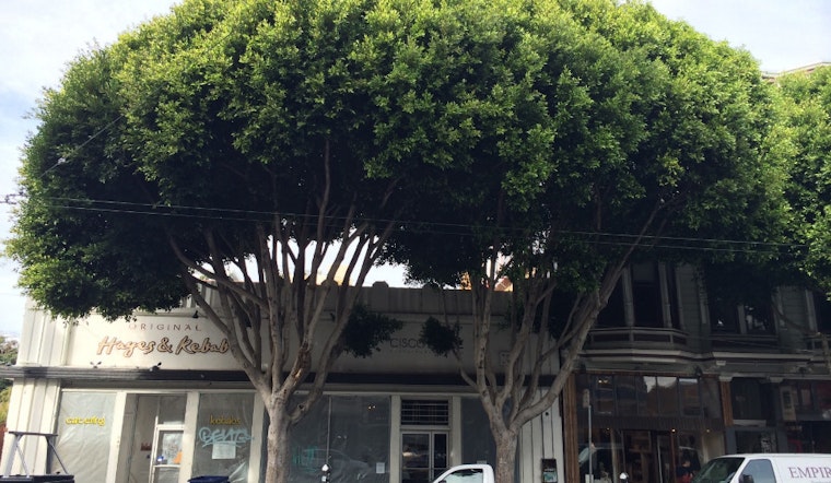 Hayes Valley Leftovers: Transit Changes, Tree Drama, And More