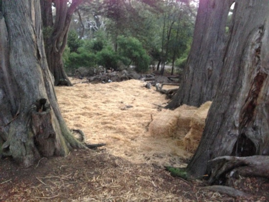 Hay! What's Going On At Buena Vista Park?
