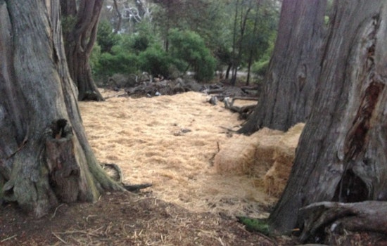 Hay! What's Going On At Buena Vista Park?