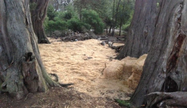 Hay! What's Going On At Buena Vista Park?