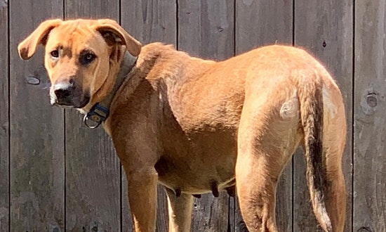 6 delightful doggies to adopt now in Houston