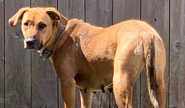 6 delightful doggies to adopt now in Houston