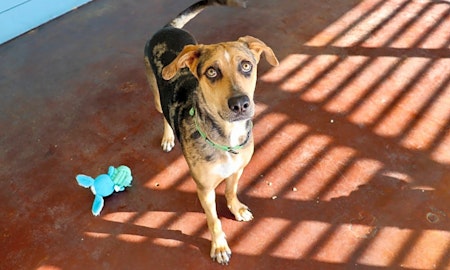 These San Antonio-based dogs are up for adoption and in need of a good home
