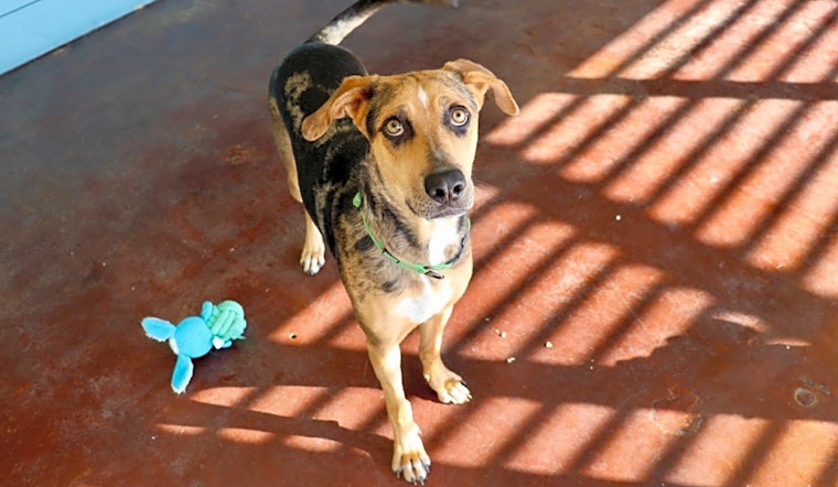 These San Antonio-based dogs are up for adoption and in need of a good home