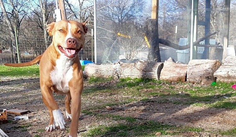5 lovable pups ready to adopt now in Fort Worth