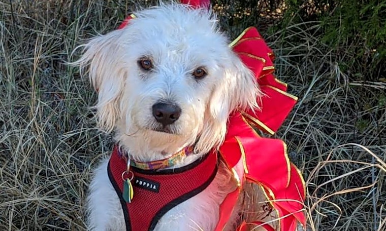5 precious puppies to adopt now in Plano