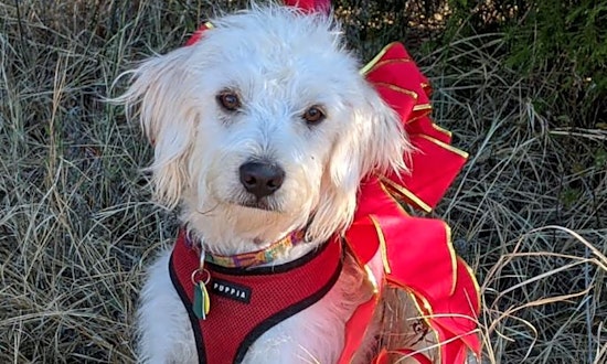 5 precious puppies to adopt now in Plano