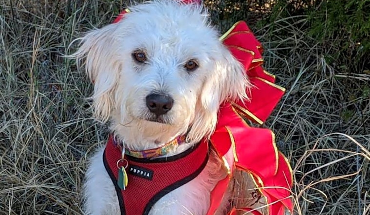 5 precious puppies to adopt now in Plano