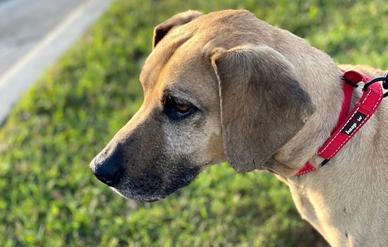 These Austin-based dogs are up for adoption and in need of a good home
