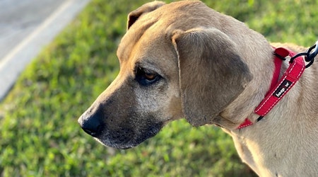 These Austin-based dogs are up for adoption and in need of a good home