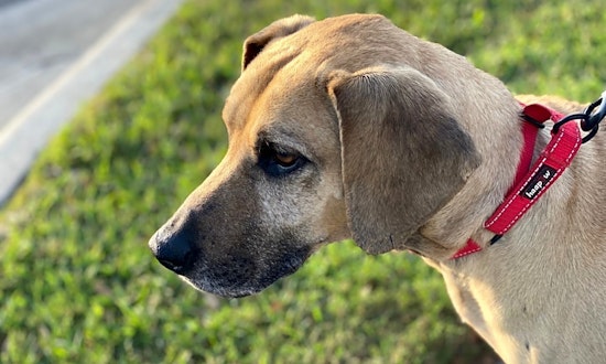 These Austin-based dogs are up for adoption and in need of a good home