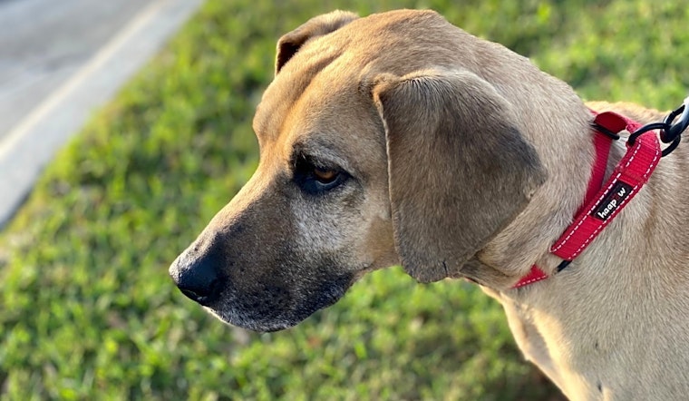 These Austin-based dogs are up for adoption and in need of a good home