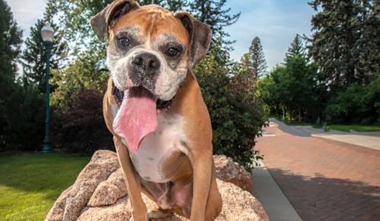Always wanted a pet? Here are 7 lovable pups to adopt now in Denver
