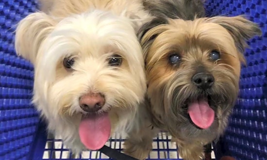 Looking to adopt a pet? Here are 7 delightful doggies to adopt now in Las Vegas