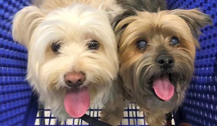 Looking to adopt a pet? Here are 7 delightful doggies to adopt now in Las Vegas