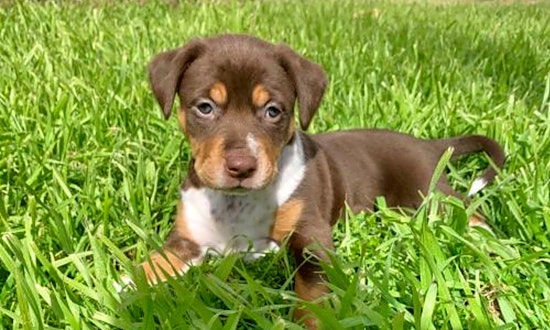 5 precious puppies to adopt now in New York City