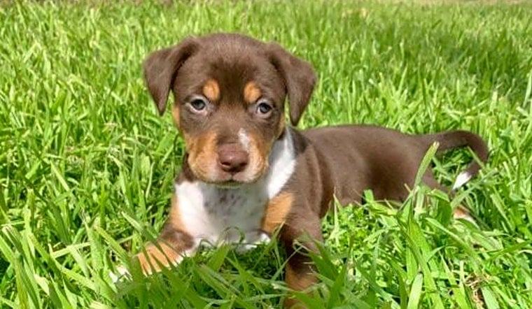 5 precious puppies to adopt now in New York City