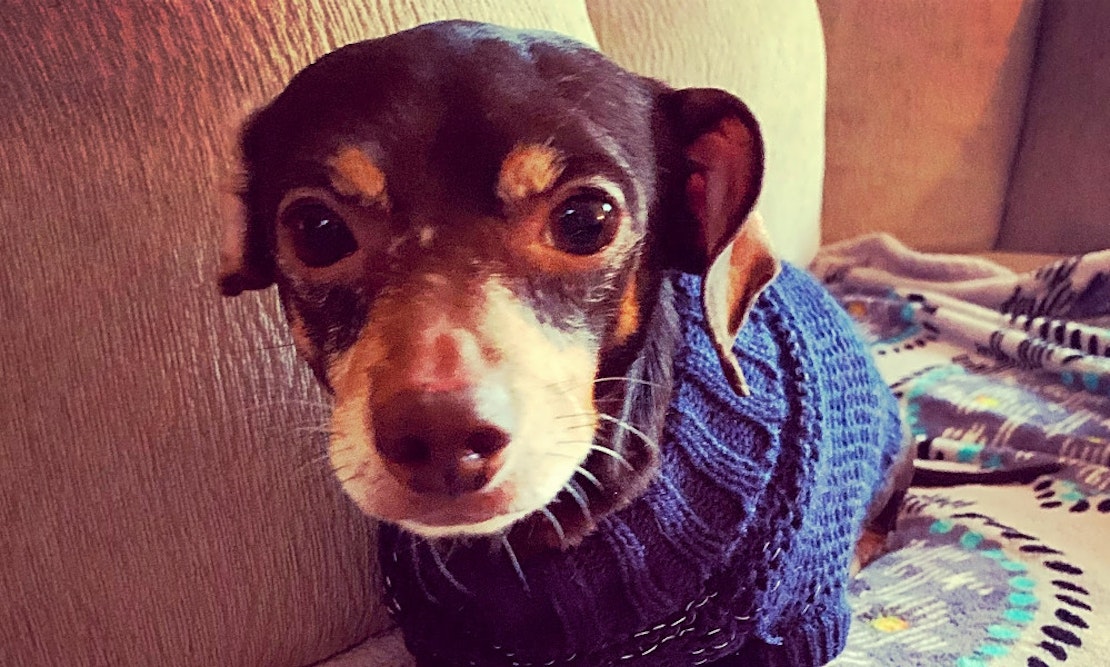 These Jersey City-based canines are up for adoption and in need of a good home