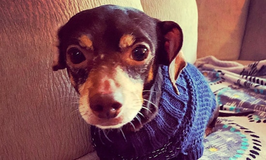 These Jersey City-based canines are up for adoption and in need of a good home