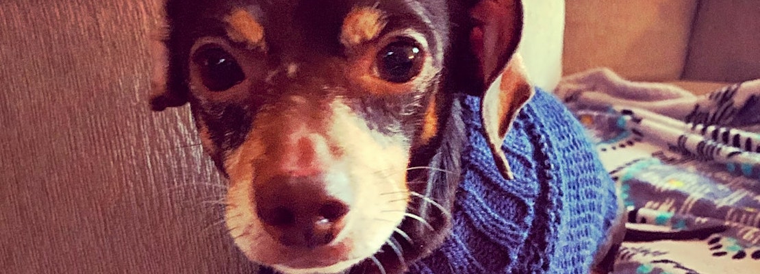 These Jersey City-based canines are up for adoption and in need of a good home