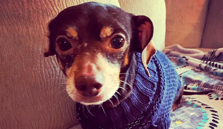 These Jersey City-based canines are up for adoption and in need of a good home