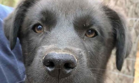 7 cuddly canines to adopt now in Washington