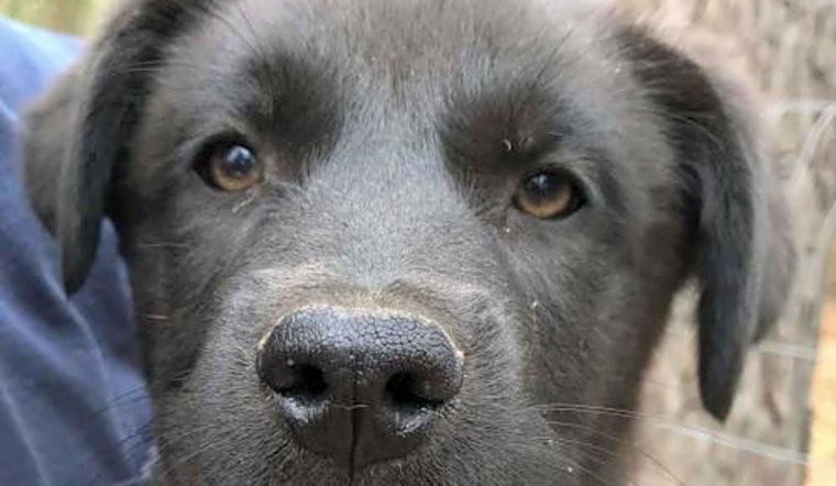 7 cuddly canines to adopt now in Washington